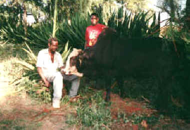 bull.jpg (12416 bytes)